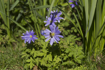 Celandine blue spring flowers in grassland