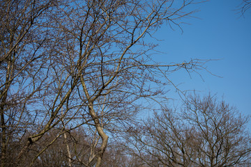 Tree Branches Winter Leafes Closeup Forest Nature