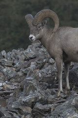 Conceptual turning your attention in alert focus shift of big horn ram