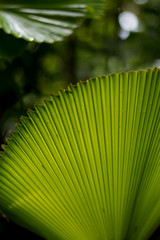 Lush tropical green Rainforest Foliage 
