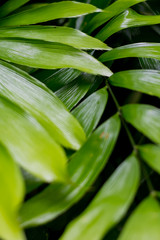 Obraz premium Lush tropical green Rainforest Foliage 