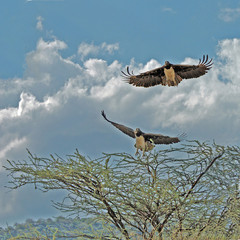 Martial Eagles