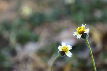 Closeup flower with blur background