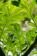 Lush tropical green Rainforest Foliage 