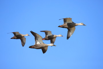 カルガモ　Spotbill duck	
