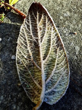 Eisblatt