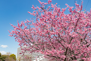 新横浜公園の桜