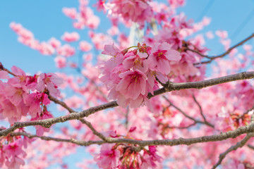 新横浜公園の桜