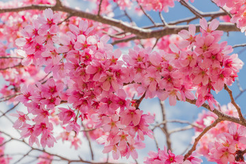 新横浜公園の桜