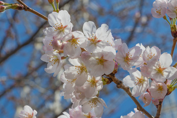 新横浜公園の桜
