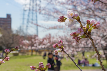 新横浜公園の桜