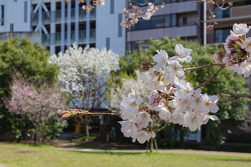 新横浜公園の桜