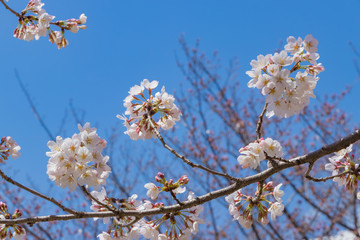 新横浜公園の桜