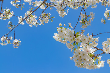 Fototapeta premium 新横浜公園の桜