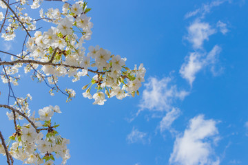 新横浜公園の桜