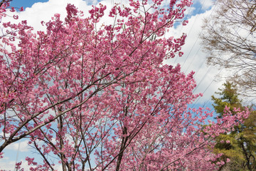 新横浜公園の桜