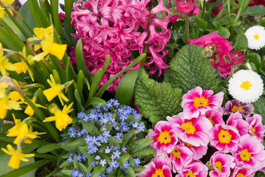 Blumenbeete - Fr&uuml;hling
