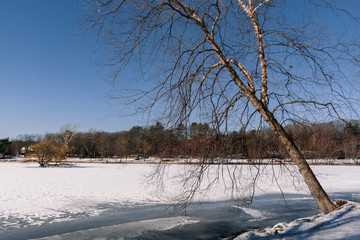 Frozen Jamaica Pond