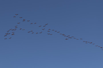 Flock of flamingoes during migration season in Yucatan Mexico. These elegant creatures fly in large numbers. 