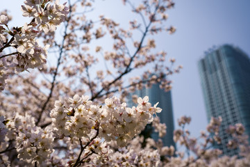 ビルと桜