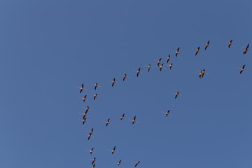 Flock of flamingoes during migration season in Yucatan Mexico. These elegant creatures fly in large numbers. 