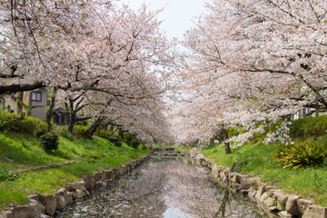 花の盛りを過ぎて、散る元荒川の桜