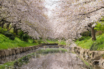 Fototapeta premium 花の盛りを過ぎて、散る元荒川の桜