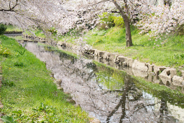 花の盛りを過ぎて、散る元荒川の桜