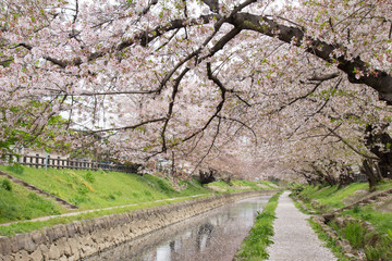 花の盛りを過ぎて、散る元荒川の桜