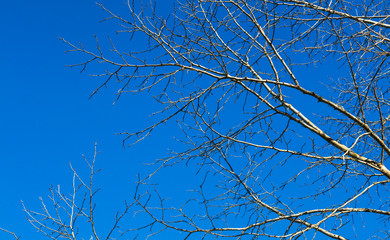 Árvore sem folhas e céu azul