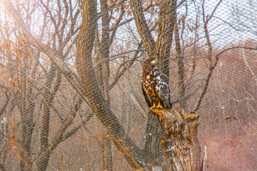 White-tailed eagle, sitting on a branch and looks straight into the camera.