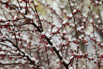 Blooming peach blossoms in the park after the snow