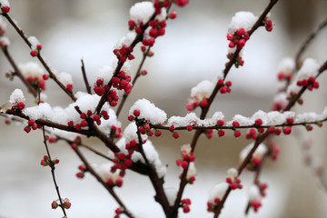 Blooming peach blossoms in the park after the snow