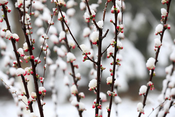 Blooming peach blossoms in the park after the snow