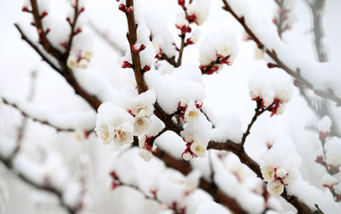 Blooming peach blossoms in the park after the snow