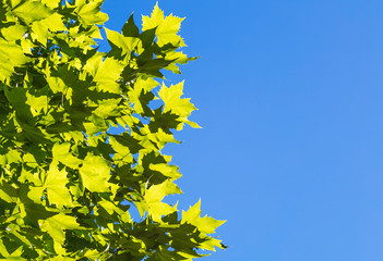 Folhas verdes e céu azul