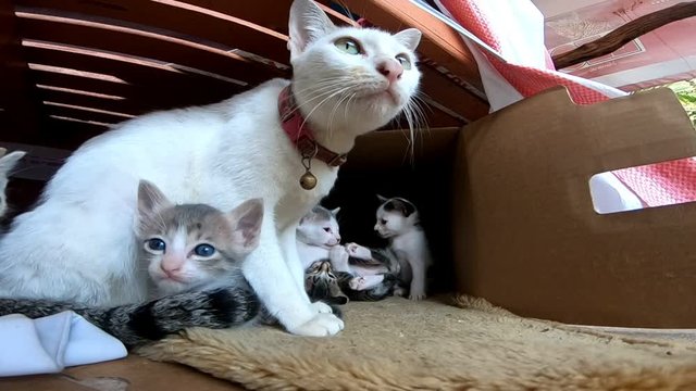 Mother cat and group of kitten 