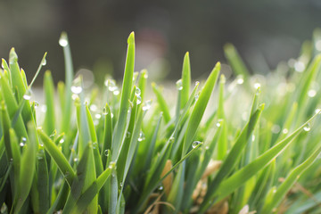Fresh grass with water drops 