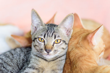 Close up of cat face, pet at home
