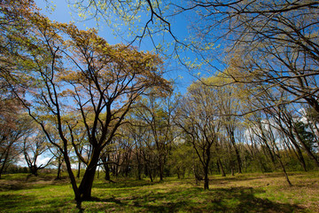 Obraz premium 山桜と里山