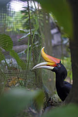 Hornbill