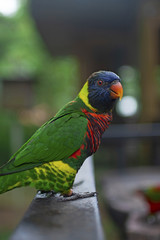Rainbow Lorikeet