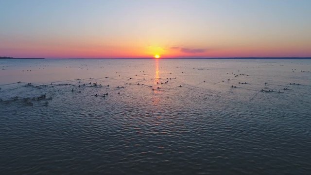 Hundreds of ducks swimming and flying over lake in April, beautiful slow motion sunrise view.