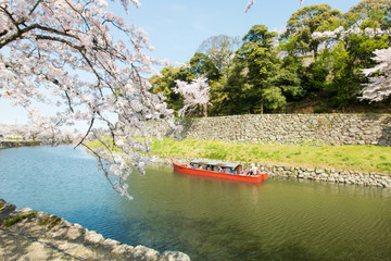 彦根城の堀の桜