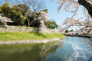 彦根城の堀の桜