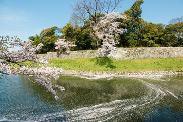 彦根城の堀の桜