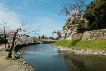 彦根城の堀の桜