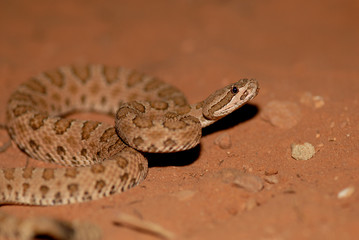 Crotalus oreganus concolor