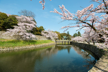 彦根城の堀の桜