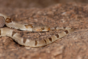 Trimorphodon vilkinsonii